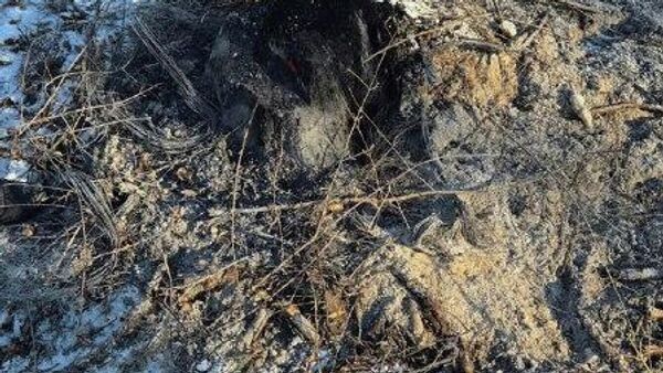 🪵🪵🪵 Cel mai mare jaf descoperit într-un ocol silvic - Sputnik Moldova