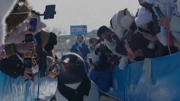 La Harbin a avut loc parada anuală a pinguinilor - Sputnik Moldova