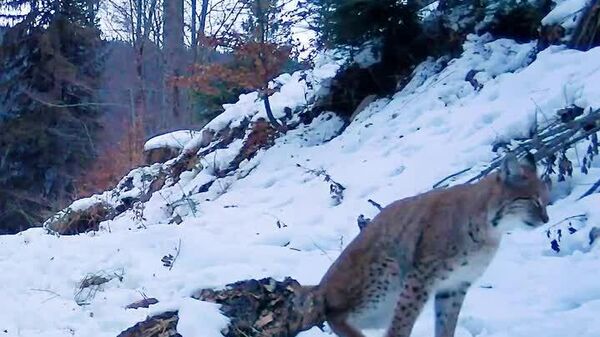 Asta e prea de tot - Sputnik Moldova