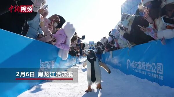 В китайском Харбине в рамках фестиваля Harbin Polarland состоялся ежегодный парад пингвинов - Sputnik Молдова