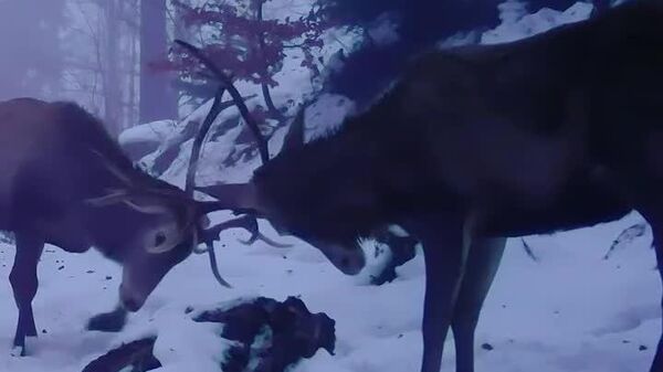 Doi cerbi tineri își testează forțele, mai în joacă, mai în serios, într-o pădure din Parcul Național Călimani, imaginile fiind obținute de o cameră de monitorizare - Sputnik Moldova