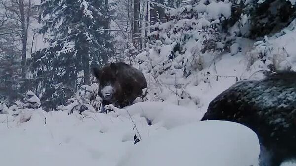 Mistreți prin stratul gros de omăt într-o pădure din Parcul Național Călimani - Sputnik Moldova
