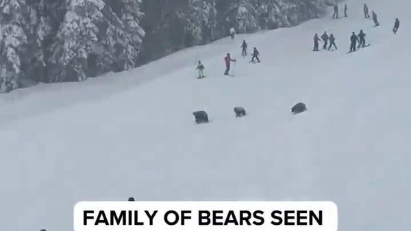 O familie de urși a dat buzna printre schiori la o stațiune din California - Sputnik Moldova