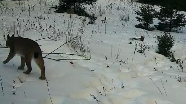 O femelă de râs, elegantă și vigilentă, a ieșit la plimbare cu puiul ei deja mare și curios - Sputnik Moldova