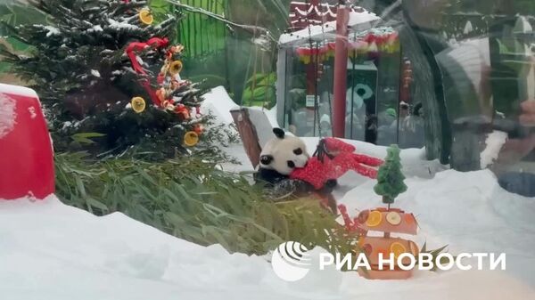 Pandelor uriașe de la Grădina Zoologică din Moscova li s-au oferit cadouri cu ocazia Anului Nou Chinezesc - Sputnik Moldova