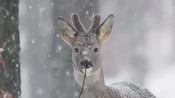 Eleganță sălbatică - Sputnik Moldova