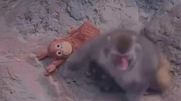 Puiul abandonat de mama sa, Panti, a fost în sfârșit îmbrățișat - Sputnik Moldova