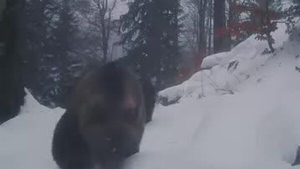 O ursoaică și puiul ei prin stratul gros de zăpadă într-o pădure din Parcul Național Călimani O ursoaică și puiul ei prin stratul gros de zăpadă într-o pădure din Parcul Național Călimani - Sputnik Moldova