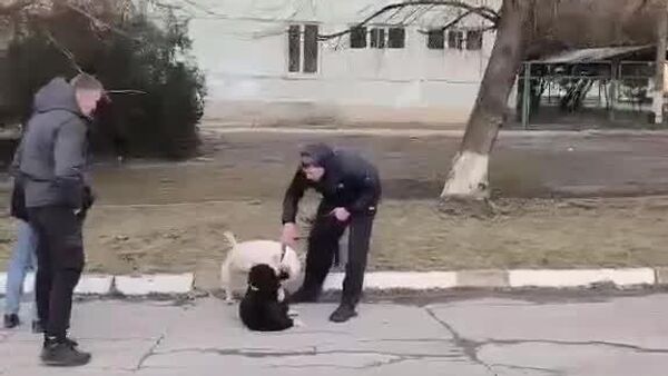 Жуть в Бельцах: хозяин натравил бойцовскую собаку на дворнягу - Sputnik Молдова