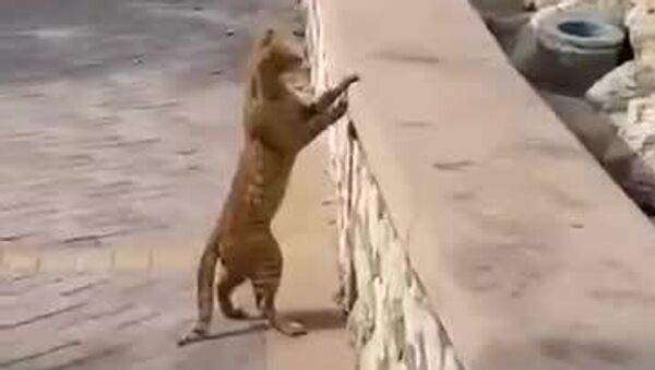 Бахрейнские коты наблюдают за тем, как бомбят американскую военную базу - Sputnik Молдова