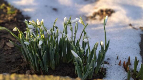 Ну и какая весна без первоцветов? Редкие для нашей весны фото поснежников в снегу - Sputnik Молдова