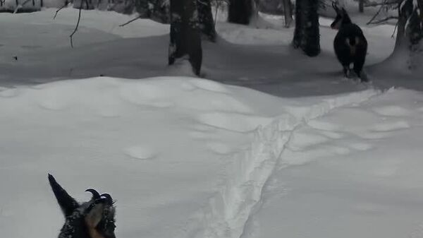 Capre negre se hrănesc într-o pădure troienită din Parcul Național Retezat, filmarea fiind realizată de o cameră de monitorizare a faunei - Sputnik Moldova