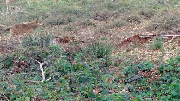 Lupi în căutarea prăzii într-o pădure din Parcul Național Semenic - Cheile Carașului, într-o filmare frumoasă realizată cu ajutorul camerelor de monitorizare a faunei - Sputnik Moldova