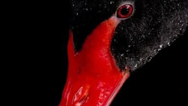 🪶 Lebăda neagră, eleganță rară (imagini Romania - Carpathian Garden) - Sputnik Moldova