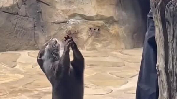 Вопрос Что ты подарил своей выдре? поменял смысл - Sputnik Молдова