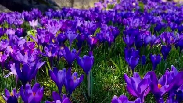 🪻 E vremea brândușelor - Sputnik Moldova