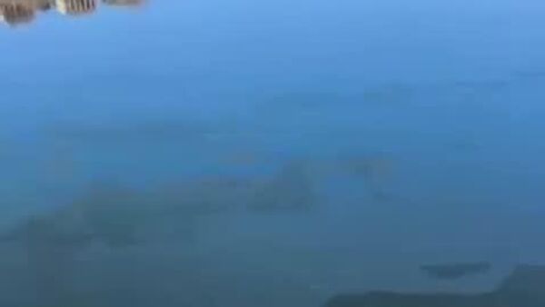 Ministerul moldovean al Mediului anunță că au fost prelevate probe de apă din mai multe puncte în aval pe râul Nistru pentru analize, după apariția unor pete uleioase provenind din Ucraina - Sputnik Moldova