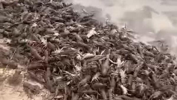 Racii se târăsc în masă pe malurile râului Nistru; acest videoclip a fost filmat la Vadul lui Vodă - Sputnik Moldova