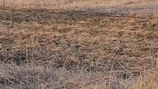 Минобороны Молдовы публикует видео с подрывом неизвестного дрона, упавшего возле села Тудора в полукилометре от границы с Украиной - Sputnik Молдова