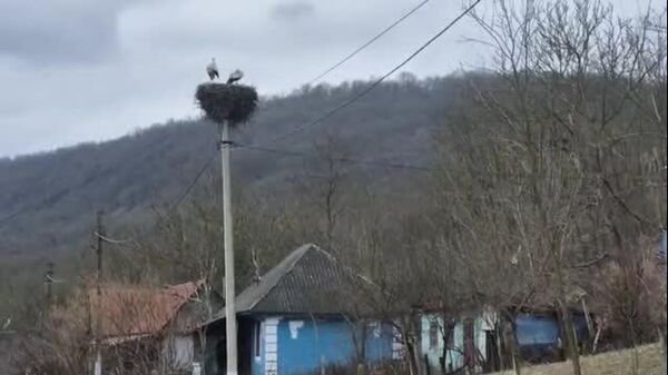 Весна на берегах Днестра - Sputnik Молдова