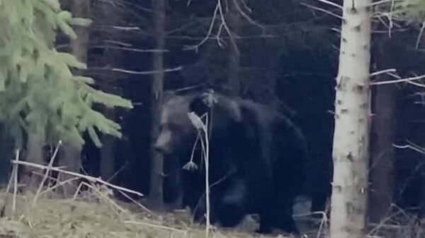 Un urs uriaș bântuie prin pădurile din Suceava - Sputnik Moldova