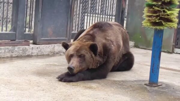 Медведю Ворчуну, старейшему обитателю Кишиневского зоопарка, исполнилось 35 лет - Sputnik Молдова