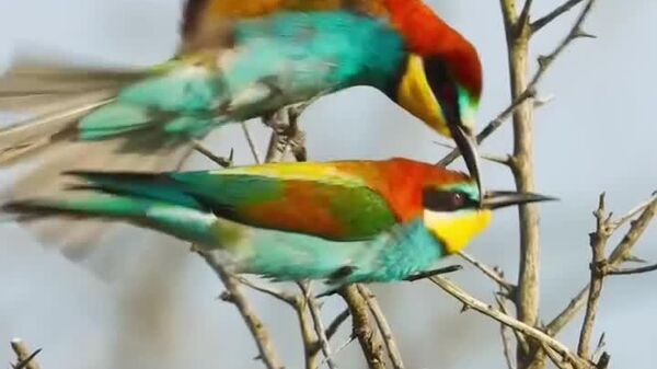🪶 Primăvara, în Delta Dunării: împerecherea prigoriilor (Merops apiaster) - Romania - Carpathian Garden - Sputnik Moldova