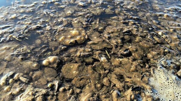 La Dubăsari, pe Nistru, în zona plajei din bieful superior al centrala hidroelectrică Dubăsari, au apărut pete ciudate - Sputnik Moldova