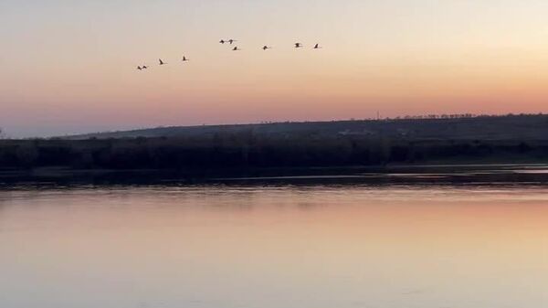 А это — те самые лебеди, что зимовали на Днестре в Дубоссарах - Sputnik Молдова