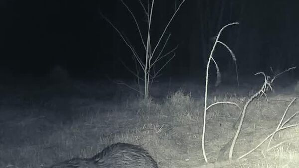 Un film inedit: O pereche de castori și-au amenajat un baraj în apropierea Pepinierei Silvice Gurasada,din cadrul Direcției Silvice Hunedoara - Sputnik Moldova