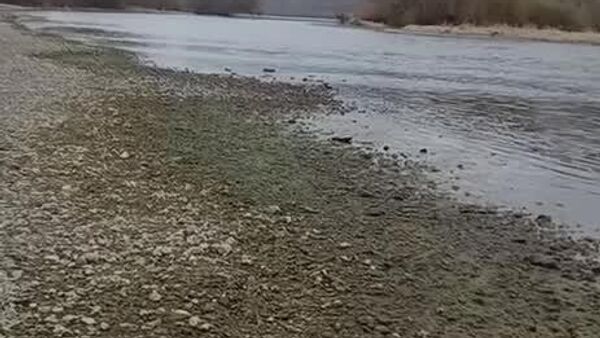 На Днестре у Наславчи погибли лебеди, сообщил очевидец - Sputnik Молдова