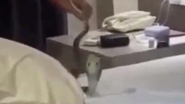 Coșmar pentru doi turiști, care au mers într-o vacanță și s-au pomenit cu o cobră în pat în miez de noapte - Sputnik Moldova