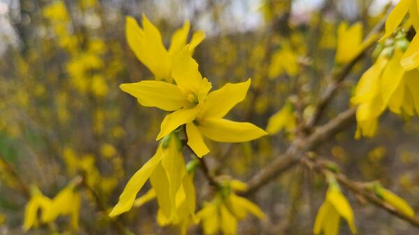 Хмурое небо не отменяет весну: в Приднестровье она уже вступает в свои права - Sputnik Молдова