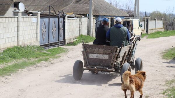 Крестьянская лошадка идет на смену железному коню! — как сказал бы Остап Бендер - Sputnik Молдова