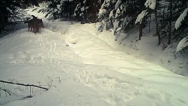 Și lupii pot fi zglobii - Sputnik Moldova