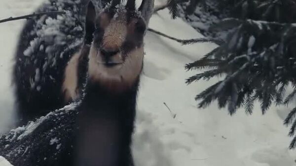 Imagini foarte frumoase cu mai multe capre negre care se hrănesc într-o pădure din Parcul Național Piatra Craiului - Sputnik Moldova