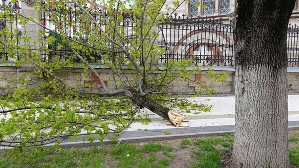 В центре Кишинева сильный ветер повалил дерево - Sputnik Молдова
