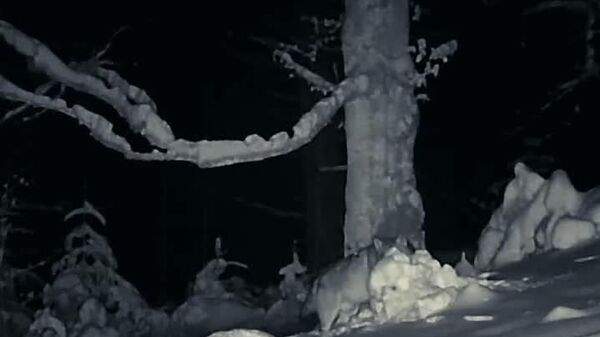 O haită de lupi surprinsă noaptea, în Parcul National Călimani, România - Sputnik Moldova