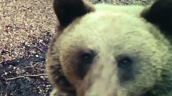 Cu ajutorul camerelor de monitorizare amplasate în pădurile administrate de Romsilva, pădurarii surprind imagini autentice din viața animalelor sălbatice, de la urși, la cerbi și ciute care revin în aceleași locuri din pădure - Sputnik Moldova