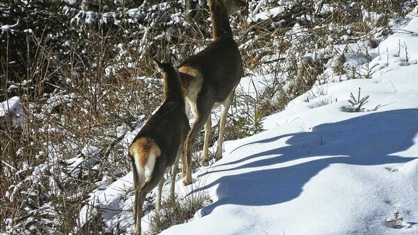 Bună dimineața, de la ședința foto cu ciute din Parcul Natural Bucegi, Romsilva! - Sputnik Moldova