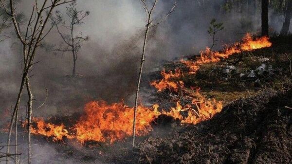 На Украине в Чернобыльской зоне отчуждения горит более 1100 гектаров леса — Госслужба по ЧС - Sputnik Молдова