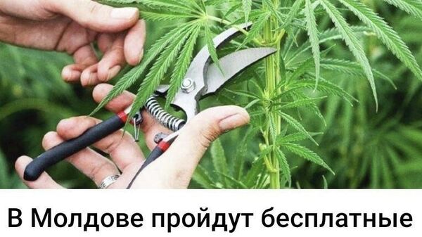 Борьба с наркопроизводством выходит на новый уровень - Sputnik Молдова