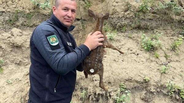 Операция на Пруте: молдавские и румынские пограничники спасли детёныша косули - Sputnik Молдова