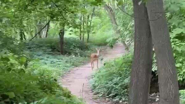 O căprioară, surprinsă în parcul Valea Morilor din Capitală - Sputnik Moldova