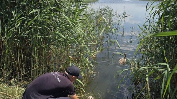 Двух птенцов лебедя обнаружили и вернули в естественную среду в Кагульском районе - Sputnik Молдова