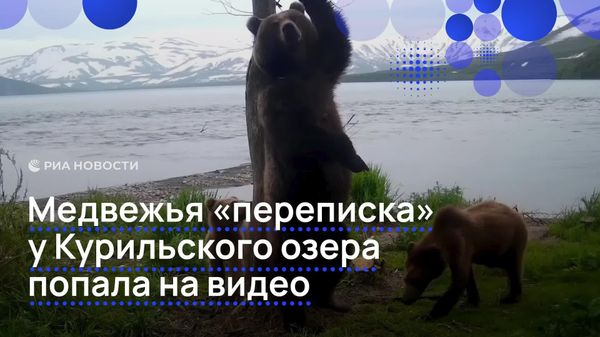 „Conversația” urșilor a fost surprinsă de o cameră de monitorizare în Kamceatka - Sputnik Moldova