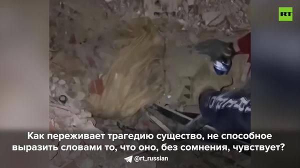 Одна из жительниц Каракаса рассказала RT, как собака вывела её на улицу перед самым землетрясением - Sputnik Молдова