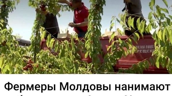 Оказывается, мигранты спасают молдавское сельское хозяйство - Sputnik Молдова