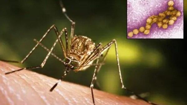 Trei cazuri de infecție cu virusul West Nile au fost confirmate în România, iar unul dintre pacienți a murit - Sputnik Moldova