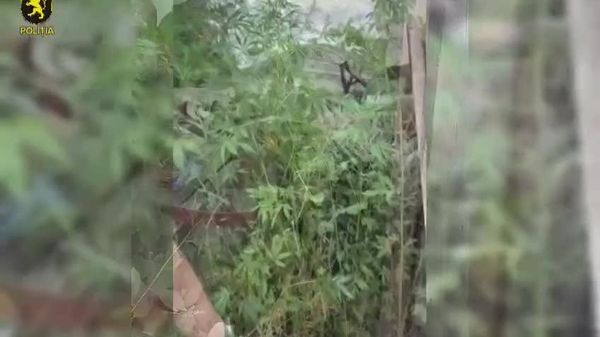 Polițiștii din Soroca au documentat activitatea unui bărbat de 54 de ani, suspectat de cultivarea ilegală a plantelor cu conținut narcotic - Sputnik Moldova